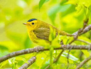 Birds of Mid-Spring 2025