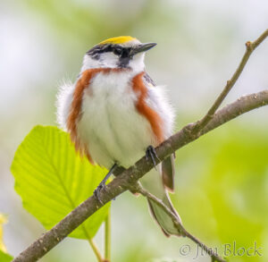 Birds of Late Spring 2025