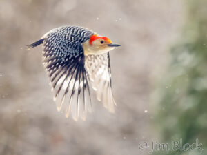 Early Winter 2025-26