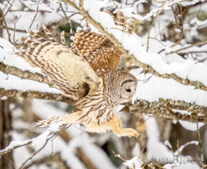 Carnival, Finch Flying, and Owl