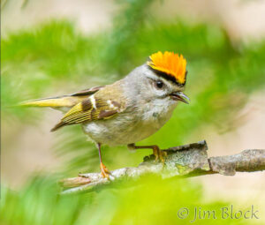Birds of Late Spring 2026