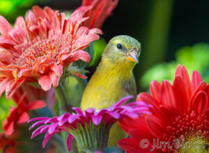 Sapsuckers and Colorful Birds