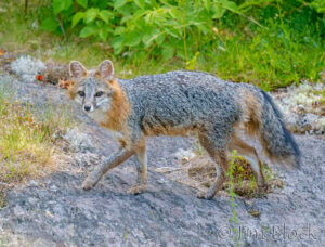 Mammals — Summer 2026