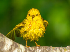 Summer 2025 —  First Half