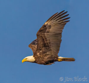 Birds of Dewey’s Landing