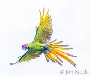 Costa Rica 2025 second half