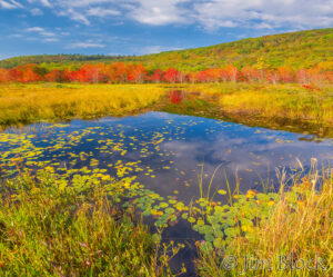 Summer turns to Fall