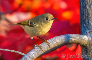 Birds, Foliage, and Birds in Foliage