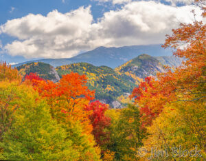 Foliage 2026
