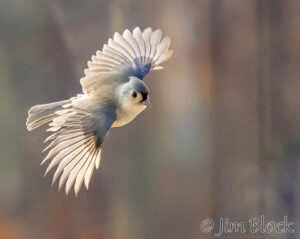 Birds in Flight – November 2025